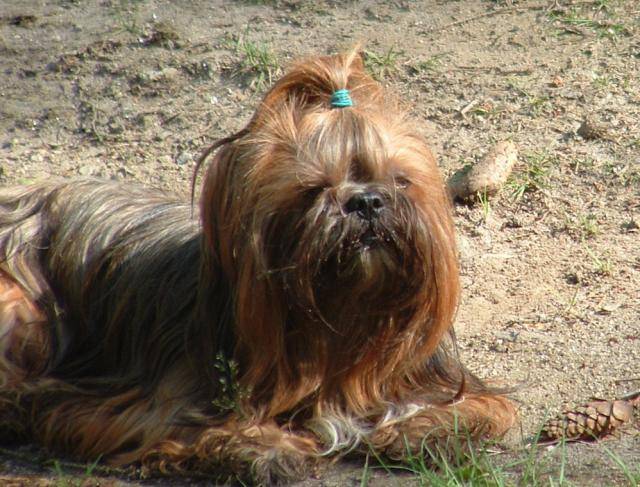 shitsu / lhassa apso? SOGWAI - Lhassa Apso