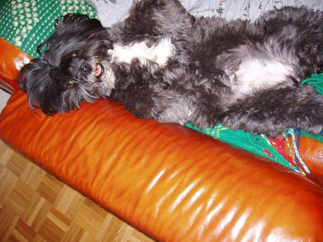 Lhassa Apso - Olive - Lhassa Apso