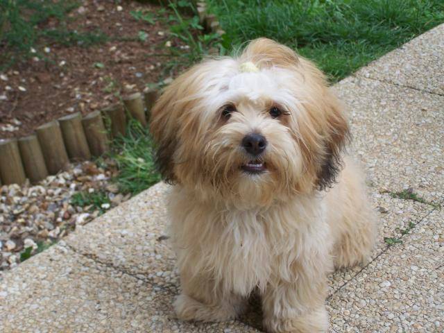 Baya lhassa apso - Lhassa Apso