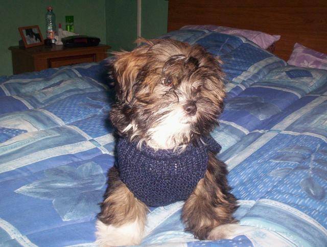 charly lhassa apso - Lhassa Apso