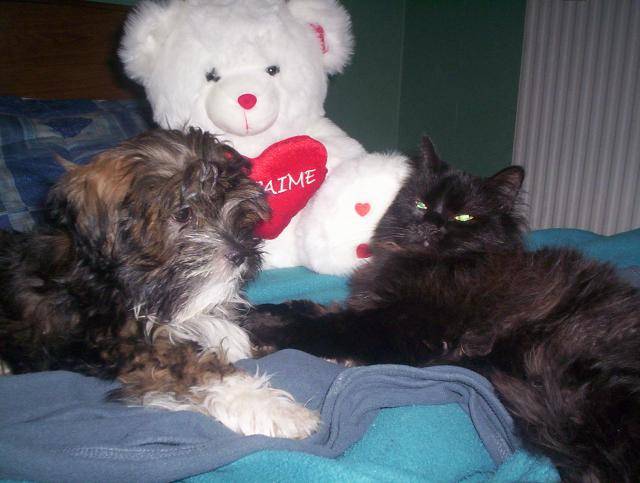 charly lhassa apso - Lhassa Apso