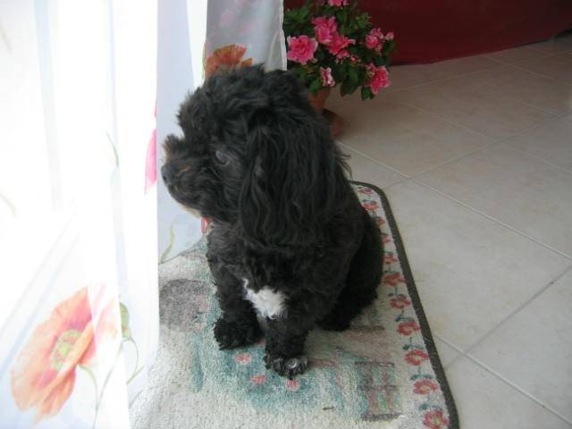 lhasa apso Tia - Lhassa Apso