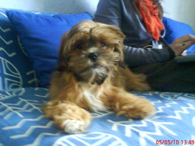 lhassa apso mango - Lhassa Apso