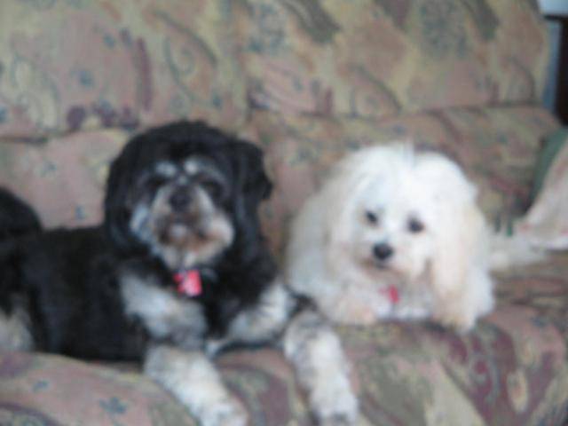 Lhassa Apso - Lhassa Apso