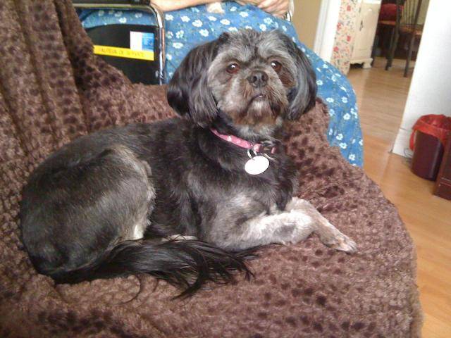 Lhassa Apso - Lhassa Apso