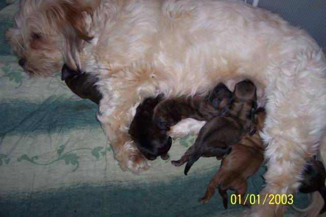 lhassa apso épice - Lhassa Apso