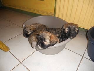 lhassa apso - Lhassa Apso