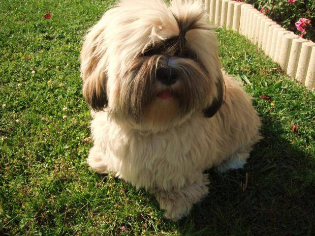 lhassa apso fourmi - Lhassa Apso