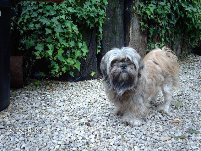 Le Lhassa Apso Un Des Plus Petits Chiens Du Monde