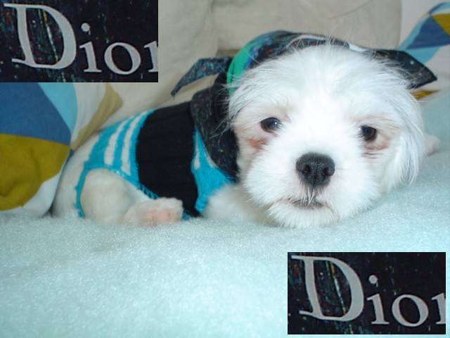 Photo Lhassa Apso (5 mois)