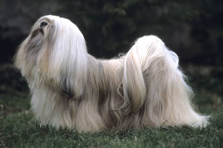 Photo Lhassa Apso