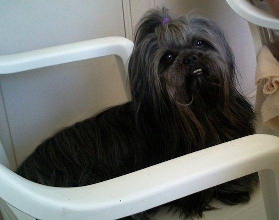 Bouba - Lhassa Apso Mâle (9 ans)