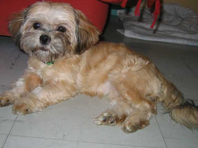 lhassa apso - elle se nomme lhassa - Lhassa Apso