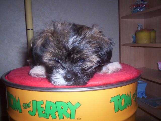 lhassa apso - Lhassa Apso