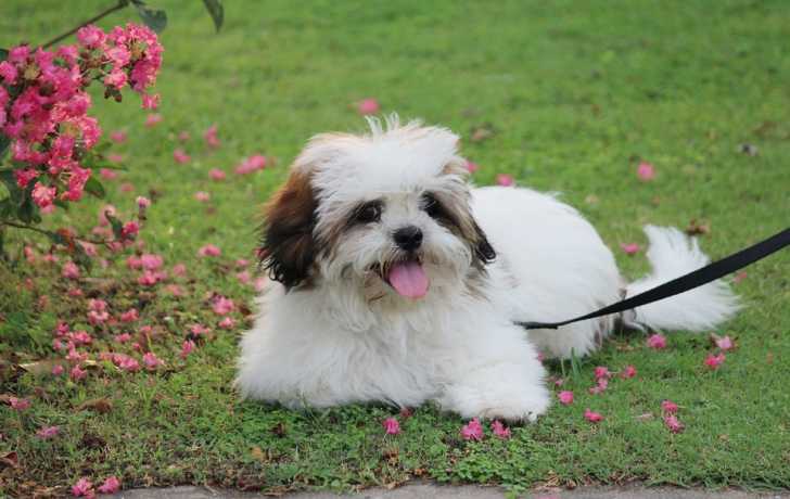 Le Lhassa Apso