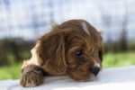 Portrait d'un chiot Cavapoo au pelage brun, la tête et la patte droite posées sur une table