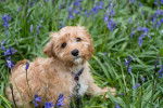 Un jeune Cavapoo au pelage beige, assis dans l'herbe au milieu de fleurs bleues