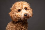 Portrait d'un chiot Cavapoo au pelage orange, devant un fond gris foncé
