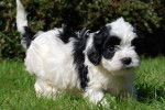 Un tout petit chiot Cavapoo aux poils blancs et noirs, se tenant dans l'herbe devant un buisson