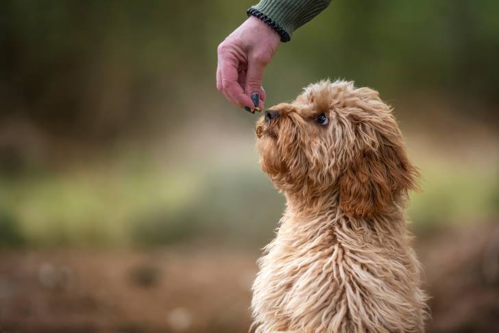 Un chien Cavapoo qui sent une friandise tenue du bout des doigts par sa maîtresse