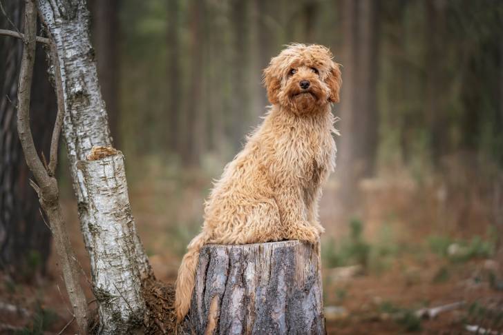 Jeune Cavapoo au pelage beige, assis sur une souche d'arbre au milieu d'une forêt.