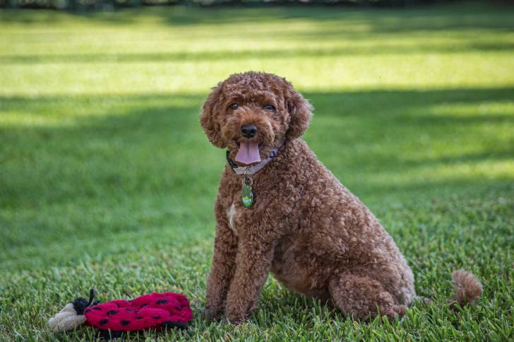 Un chien Cavapoo adulte aux poils orange et bouclés se tenant assis dans l'herbe