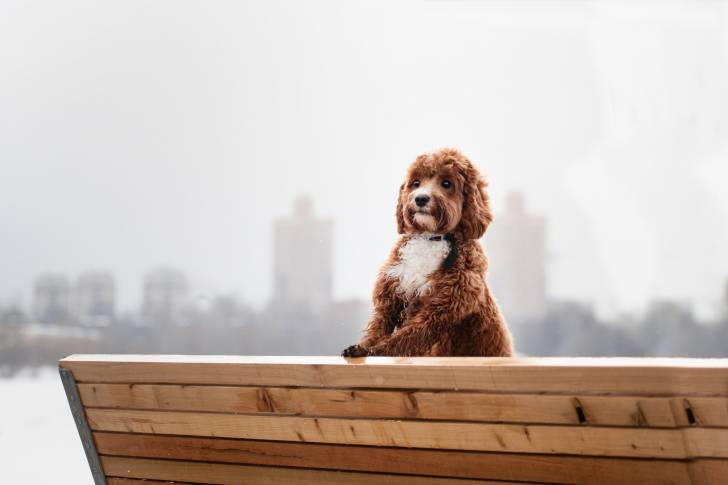 Un chien Cavapoo qui se tient debout sur un banc avec les immeubles de la ville en fond
