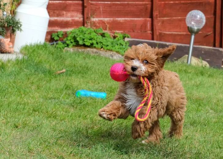 Un chien Cavapoo aux poils orange qui court dans un jardin avec un jouet dans la gueule