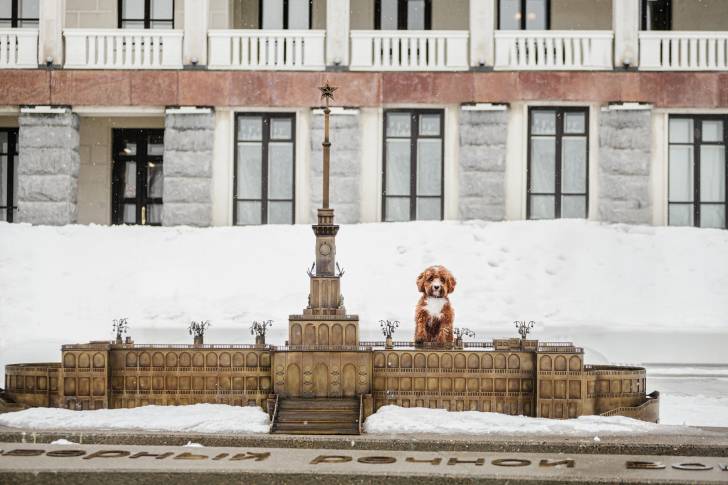 Un chien adulte Cavapoo debout sur un monument commémoratif entouré de neige
