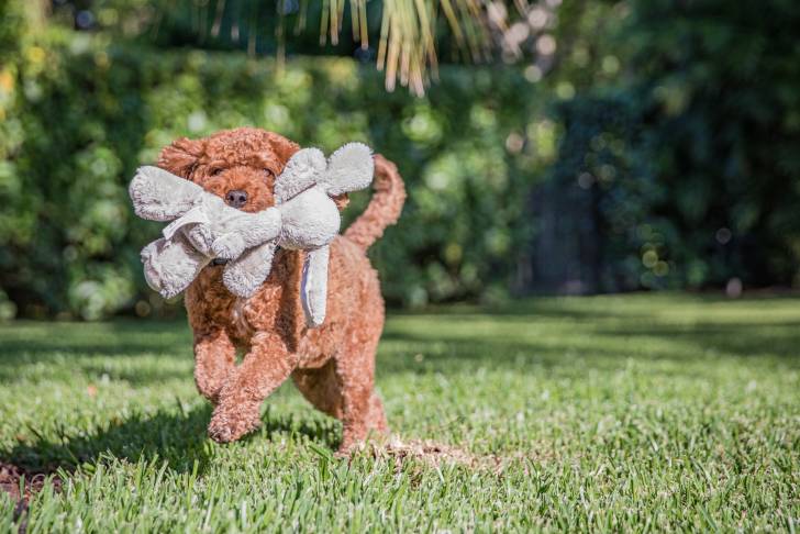 Un chien Cavapoo orange qui se promène dans un jardin avec une peluche grise dans la gueule