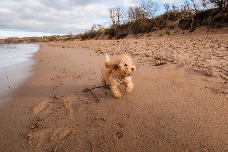 Un chien Cavapoo au pelage beige qui se promène sur une plage le long de la mer