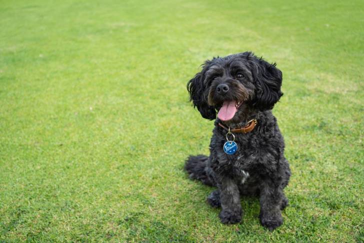 Un chien Cavapoo aux poils noirs portant un collier, assis dans l'herbe et tirant la langue 