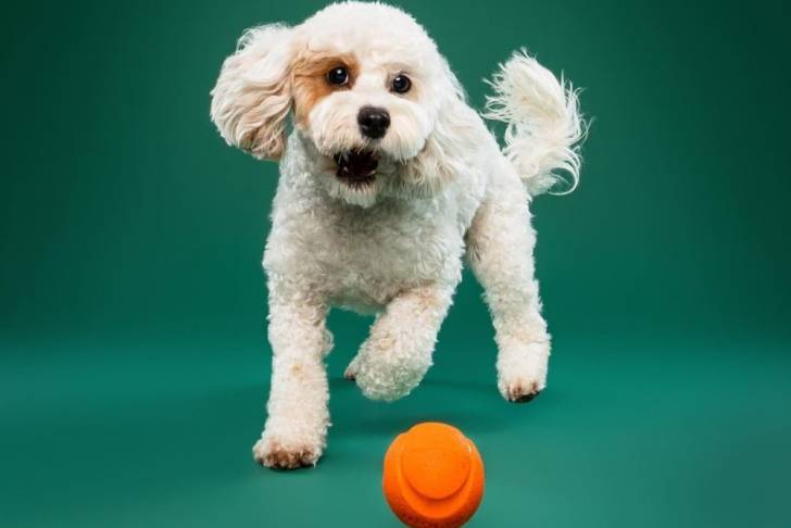 Un chien Cavapoo aux poils blancs et jouant avec une balle orange, sur un fond vert