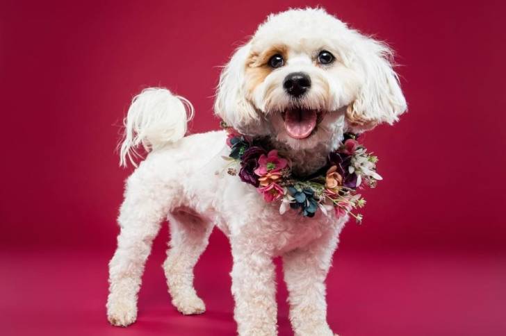 Un chien Cavapoo au pelage blanc et portant un collier à fleurs, sur un fond rouge