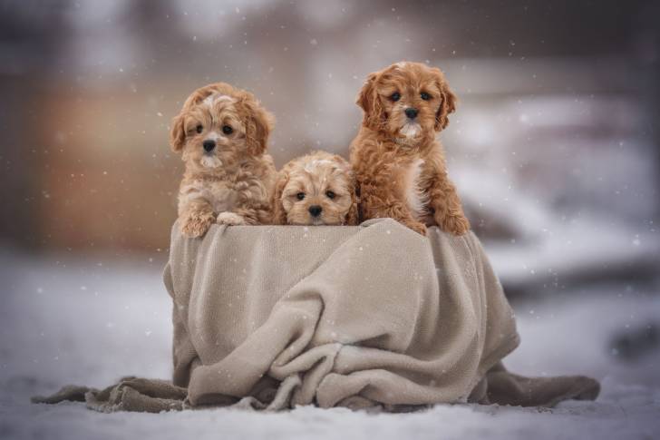 Trois chiots Cavapoo sous la neige, laissant dépasser le haut de leur corps de leur panier
