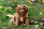 Un chiot Cavapoo au pelage orange, se tenant assis sur l'herbe et regardant devant lui