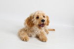 Un jeune Cavapoo aux poils beige, allongé sur un fond blanc et ouvrant la gueule