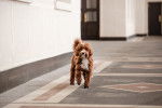 Un Cavapoo aux poils orange et blancs, se promenant dans les couloirs d'un bâtiment 