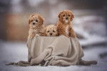 Trois chiots Cavapoo sous la neige, laissant dépasser le haut de leur corps de leur panier