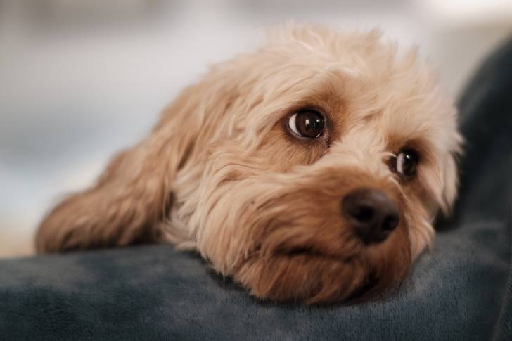 Gros plan sur la tête d'un chien Cavapoo au pelage beige, allongé sur un plaid gris foncé