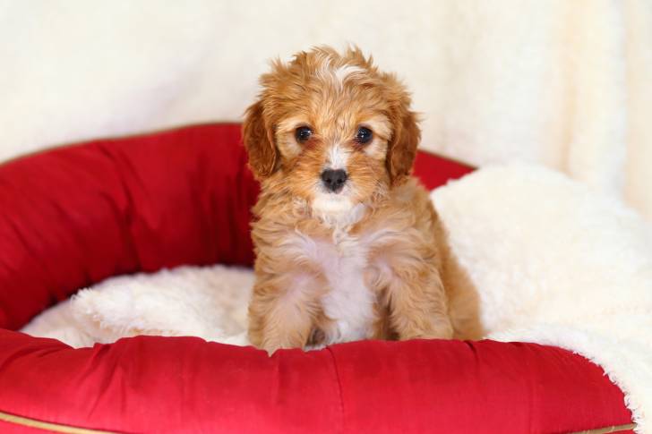 Un bébé Cavapoo aux poils oranges et blancs qui se tient assis dans son lit rouge et blanc 