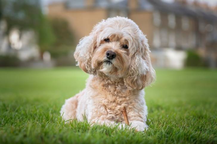 Un chien Cavapoo au pelage blanc qui est allongé dans l'herbe, tenant un bâton et inclinant la tête 