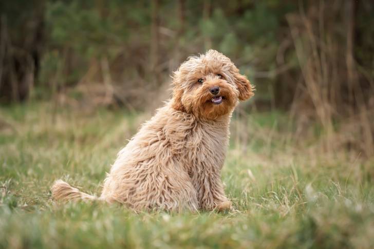 Un chien Cavapoo âgé, se tenant assis dans l'herbe et arborant un sourire