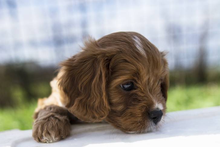 Portrait d'un chiot Cavapoo au pelage brun, la tête et la patte droite posées sur une table