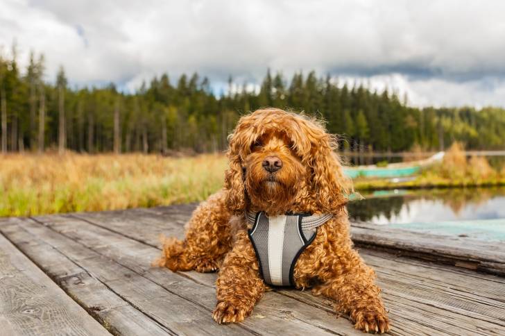Un Cavapoo adulte aux poils orange, allongé sur un ponton en bois et portant un harnais gris