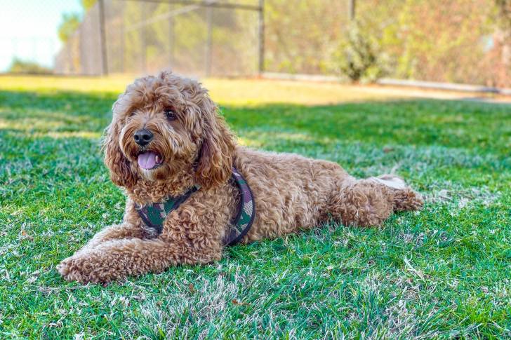 Un Cavapoo aux poils bouclés, allongé dans l'herbe et portant un harnais militaire