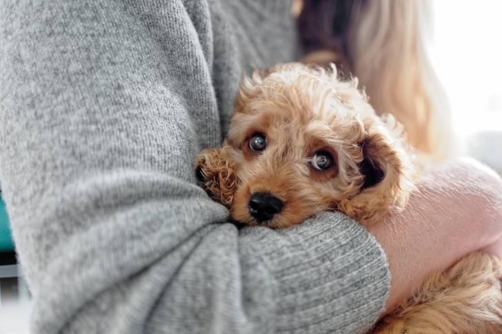 Un bébé Cavapoo beige dans les bras de sa maitresse