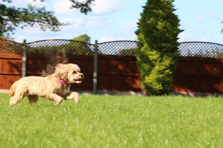Un chien Cavapoo au pelage beige qui court dans un jardin en portant un collier rose