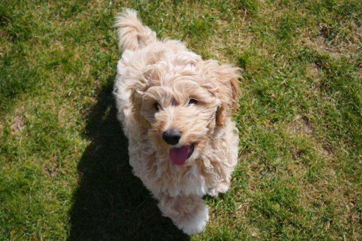 Prise de vue de dessus d'un Cavapoo beige tirant la langue et regardant en l'air