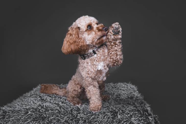 Un chiot Cavapoo beige assis sur un oreiller gris devant un fond gris et levant une patte